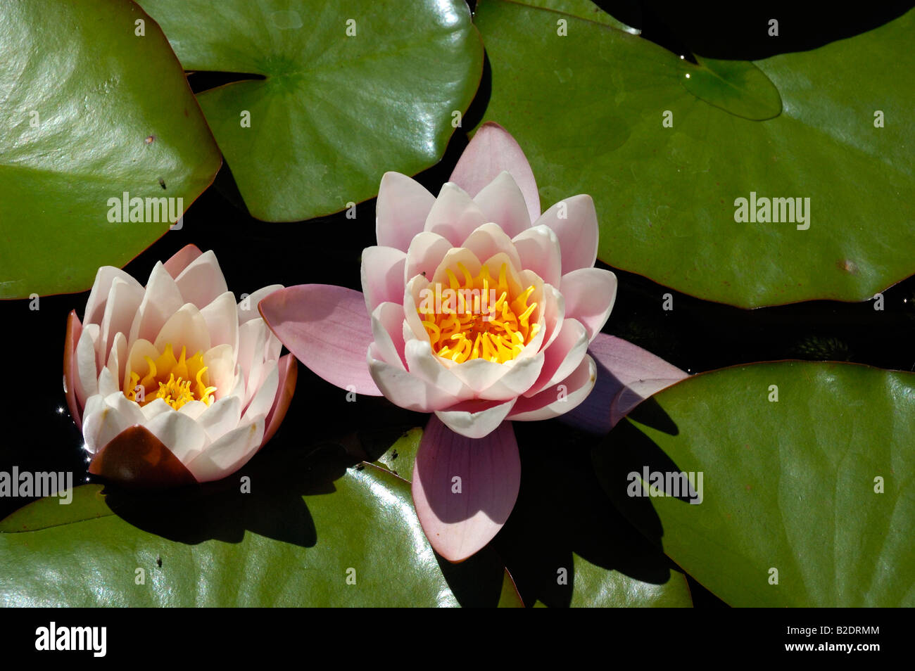 Pink water lily flowers and leaves Stock Photo