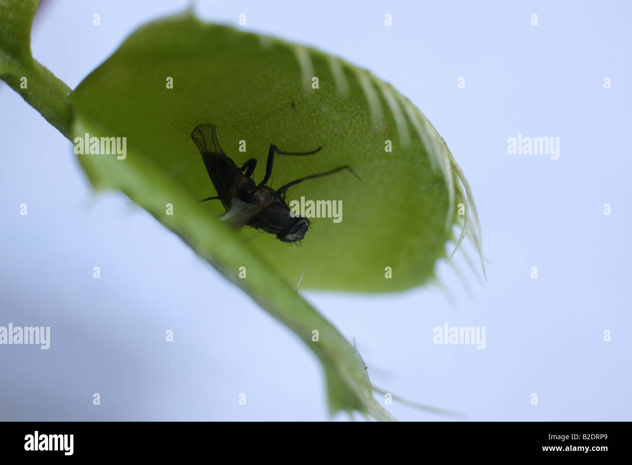 Venus Fly Trap with Dead Fly Stock Photo Alamy