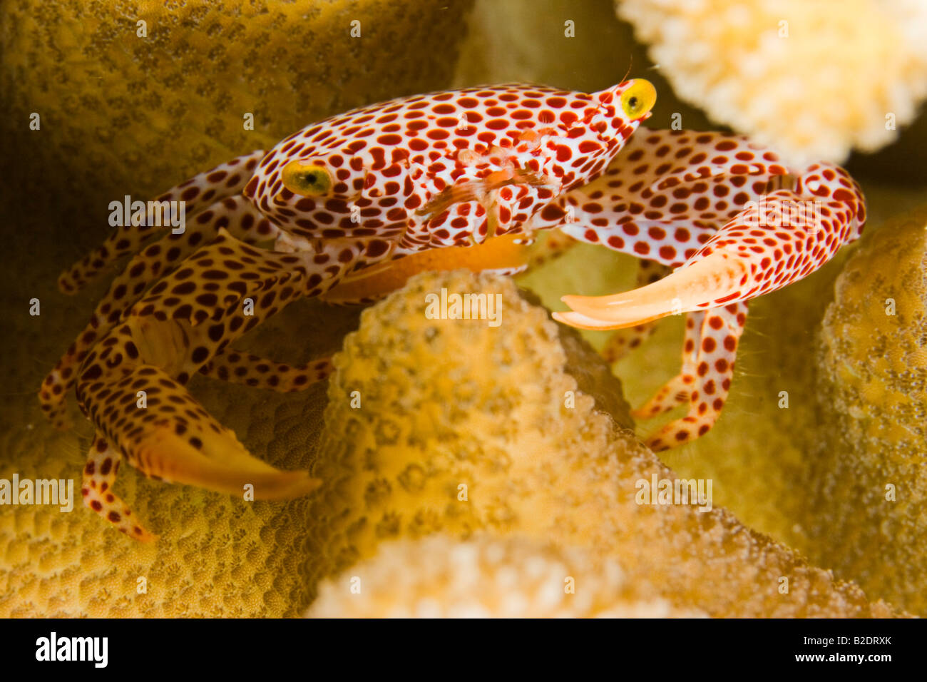Red spotted guard crab, Trapezia tigrina, with eggs, in antler coral, Pocillopora eydouxi, Island of Yap, Micronesia. Stock Photo