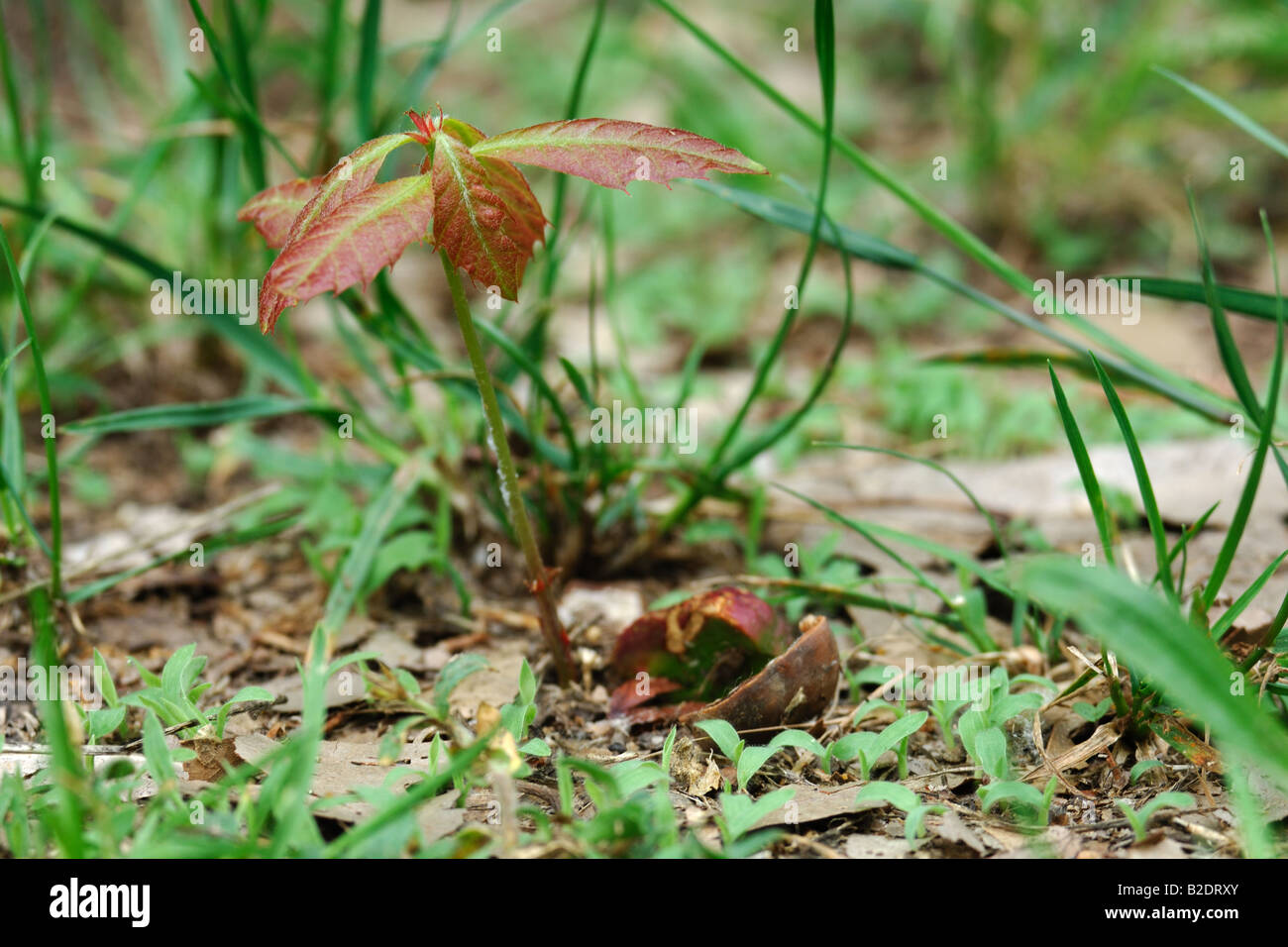 Quercia hi-res stock photography and images - Alamy