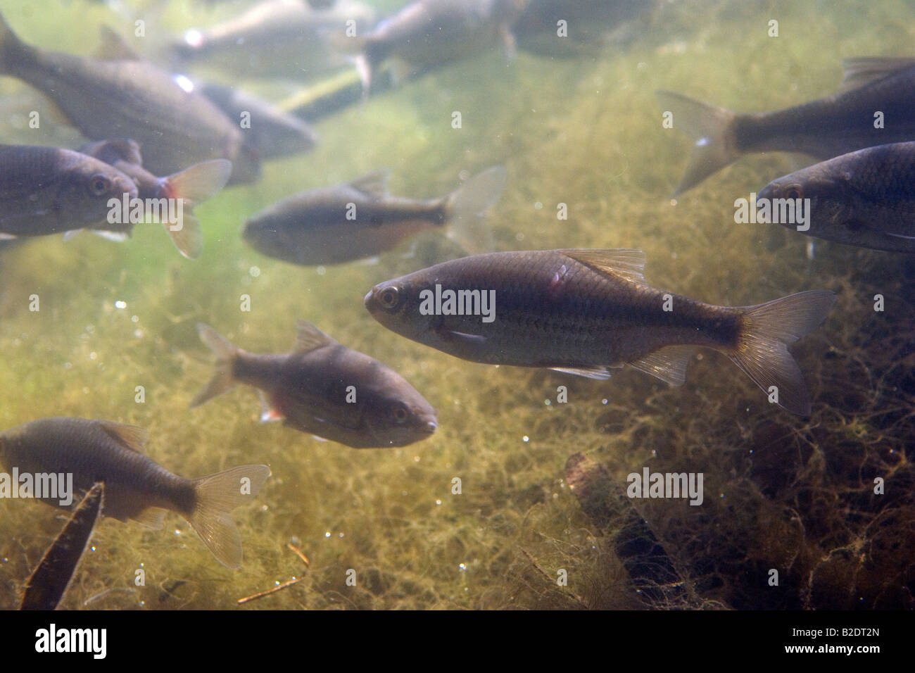 vairone Leuciscus souffia ciprinide pesce acqua dolce dulciacquaiolo ciprinidae pianura padana stagno fiume acqua mossa  oasi di Stock Photo