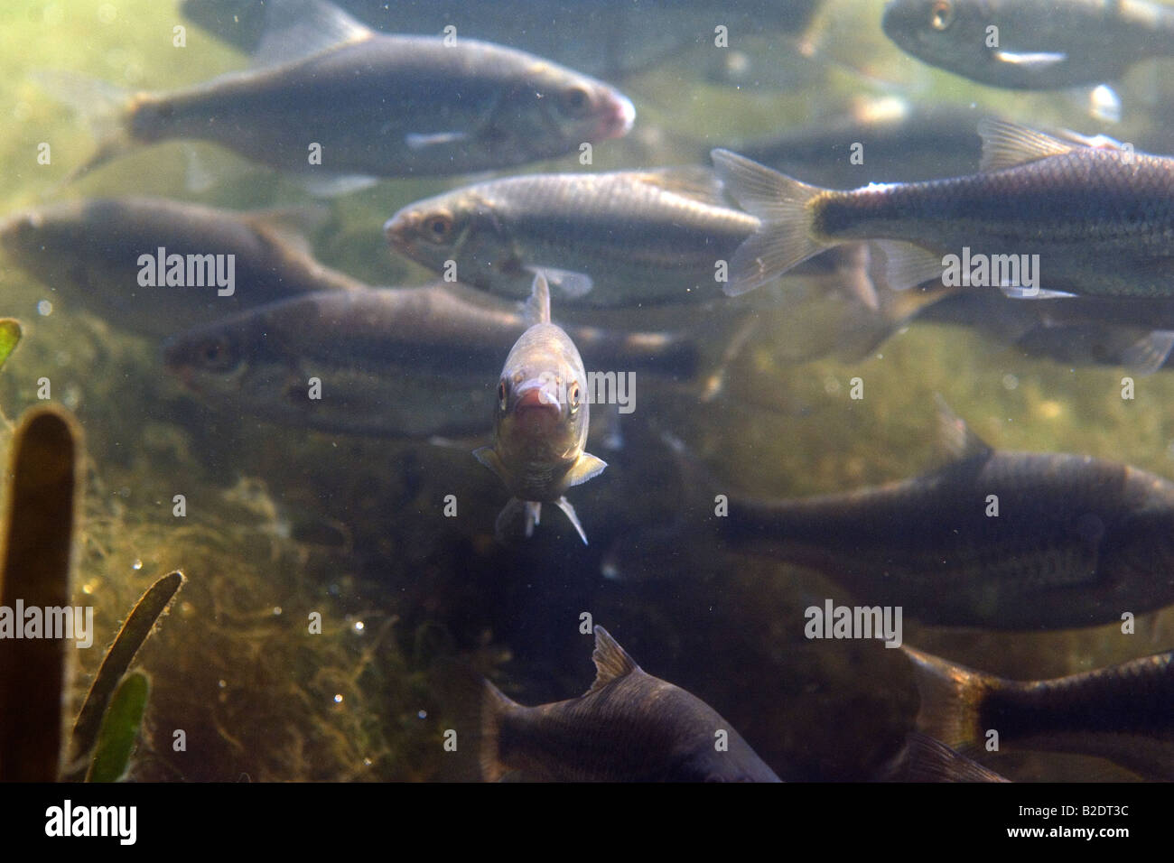 vairone Leuciscus souffia ciprinide pesce acqua dolce dulciacquaiolo ciprinidae pianura padana stagno fiume acqua mossa  oasi di Stock Photo