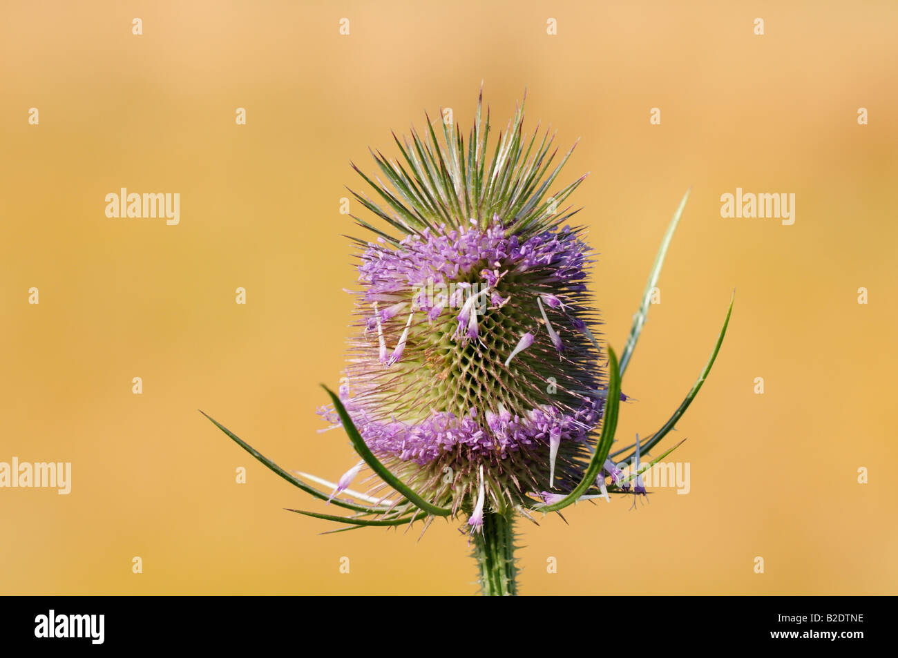 Dipsacaceae Dipsacaceae dipsacus fullonum hi-res stock photography and images - Alamy