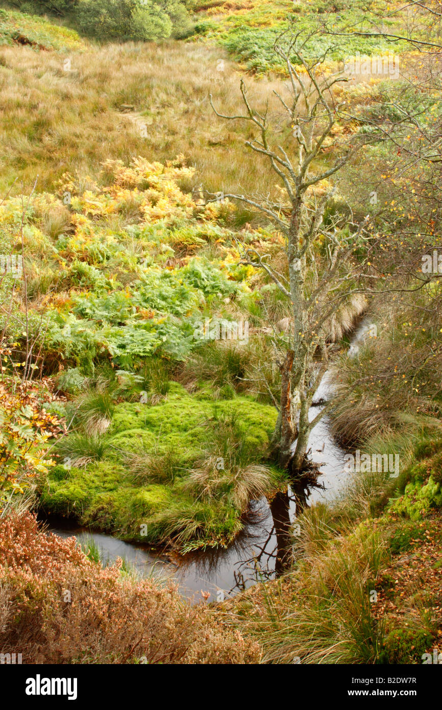 Flora mix of bracken and heather and moss among silver birch in upper reaches of the River Esk in North York Moors National Park Stock Photo