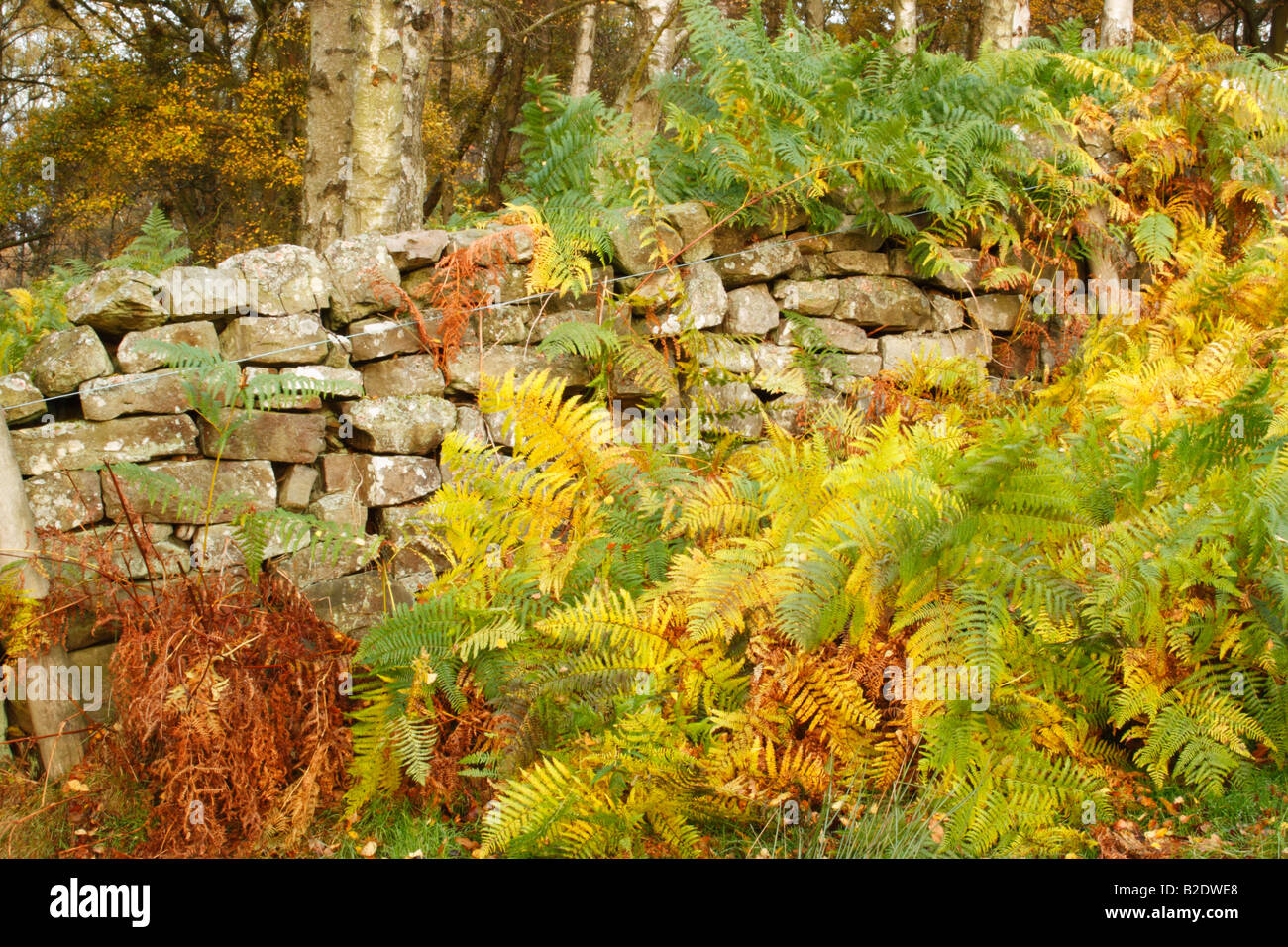 green and yellow bracken Pteridium aquilinum growing alongside a dry stone wall near to a birch woodland Stock Photo
