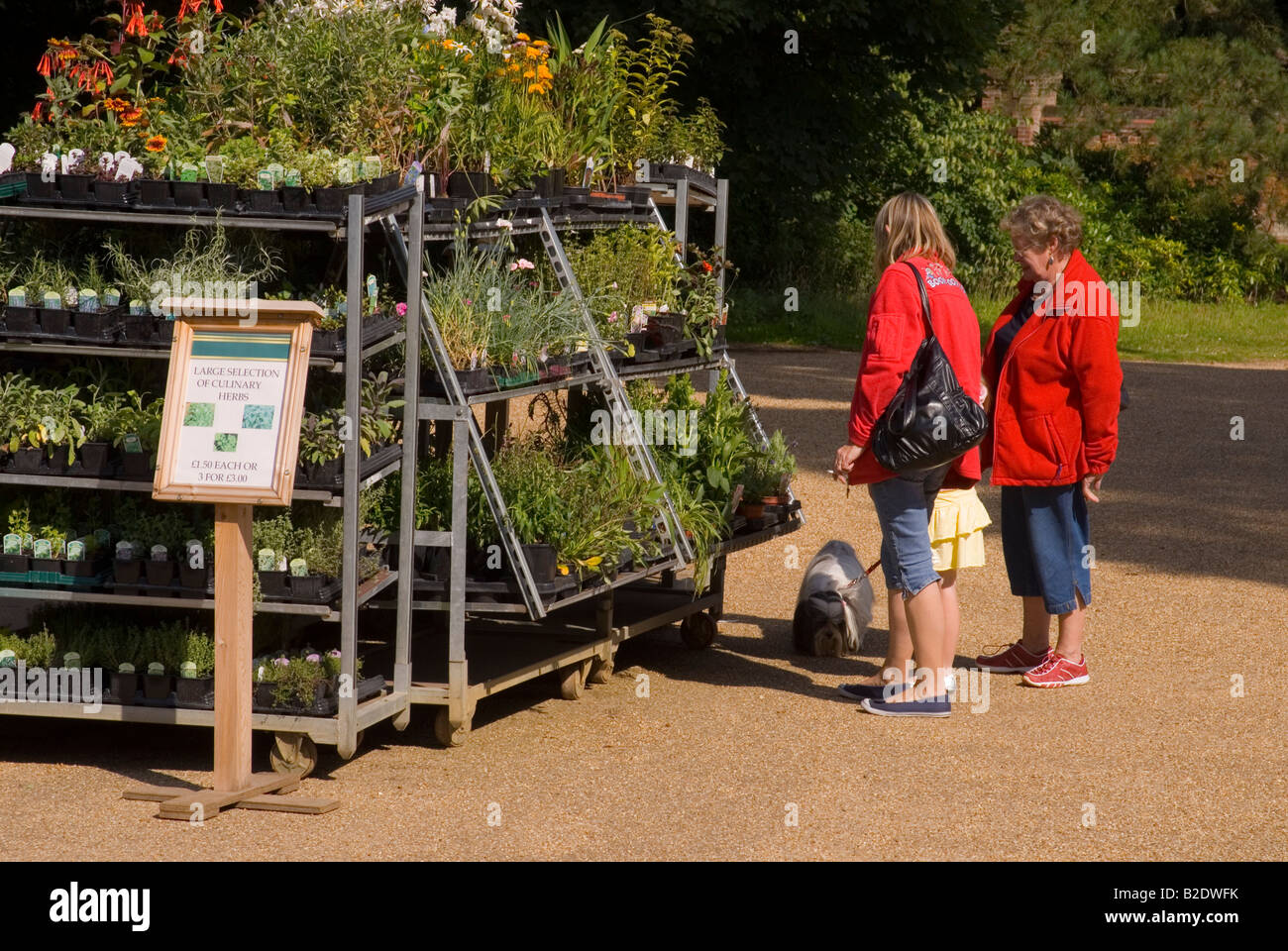 People At Herb Stall in the uk Stock Photo