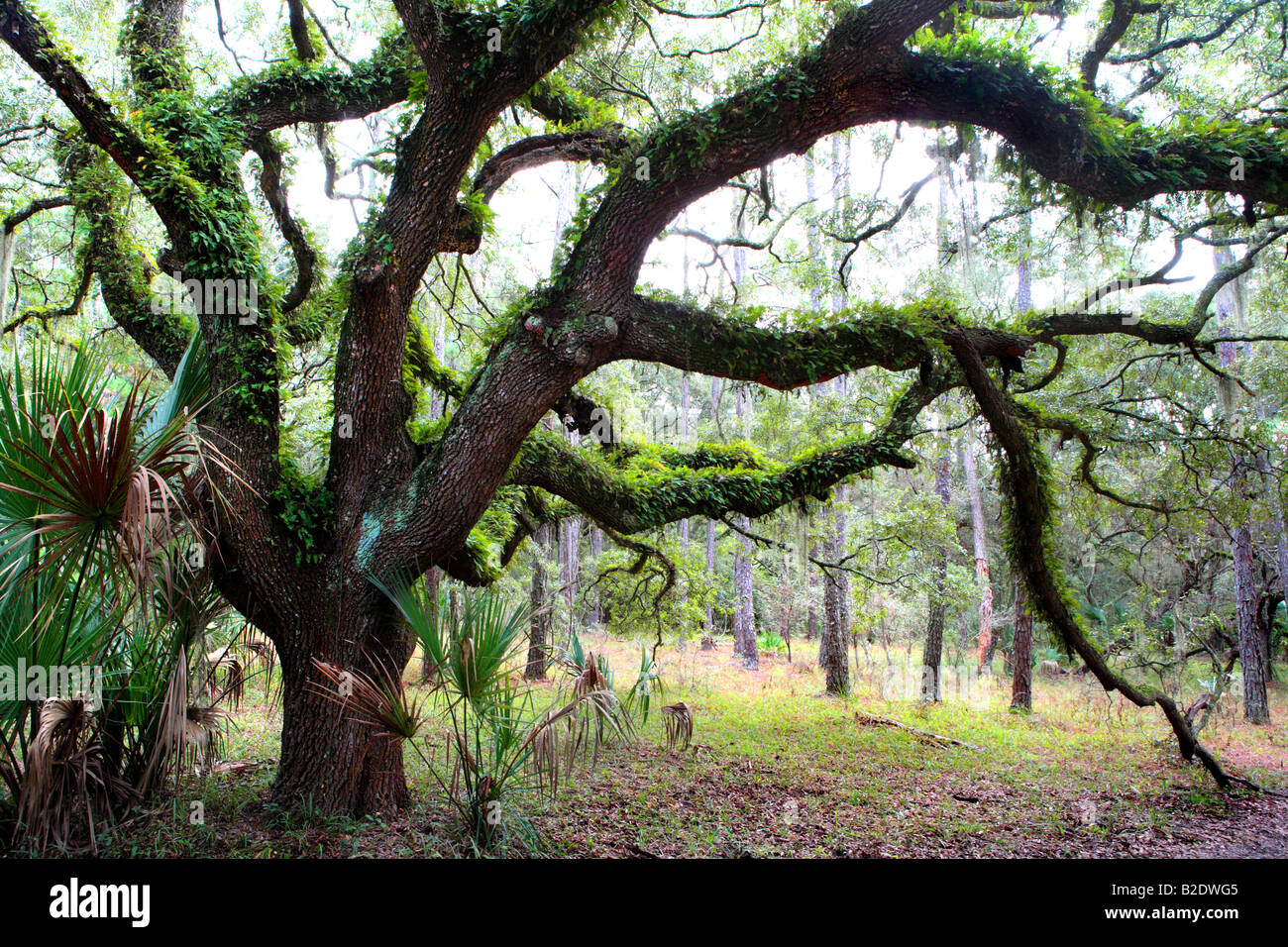LIVE OAK QUERCUS VIRGINIANA COVERED WITH RESURRECTION FERN POLYPODIUM POLYPODIOIDES IN A FOREST ON CUMBERLAND ISLAND GEORGIA USA Stock Photo