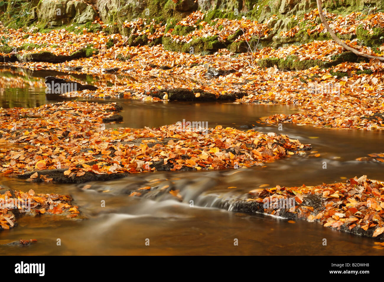 The small stream of May Beck flowing through a beech woodland with lots of leaves on the bank and woodland floor Stock Photo