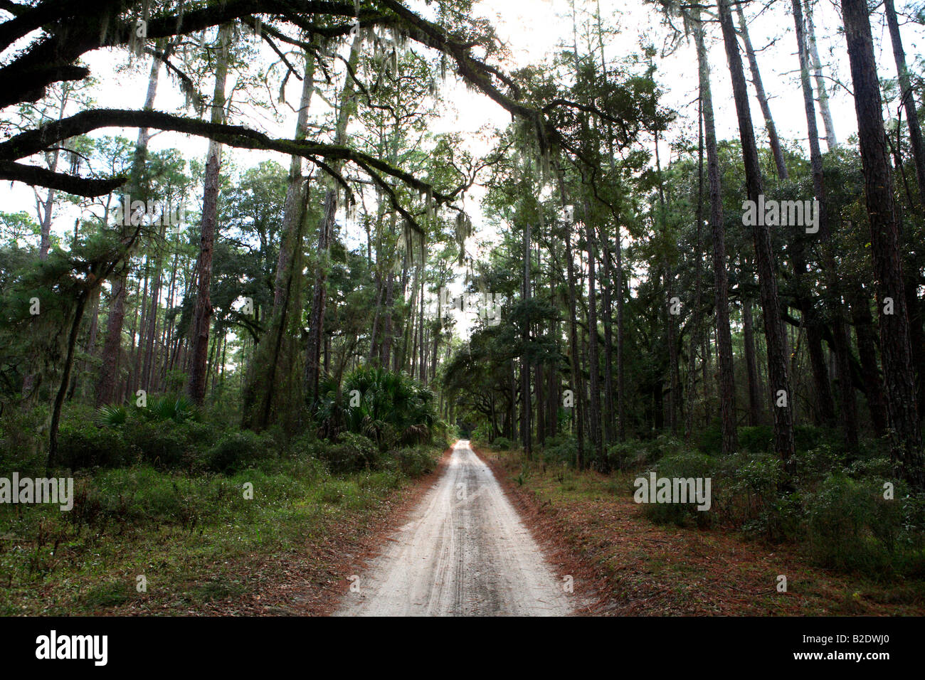 MAIN THROUGH THE LOBLOLLY PINE PINUS TAEDA FOREST IN THE WILDERNESS AREA SOUTH OF PLUM ORCHARD IN CUMBERLAND ISLAND NATIONAL SEA Stock Photo