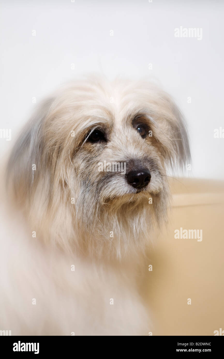 Labrit hi-res stock photography and images - Alamy