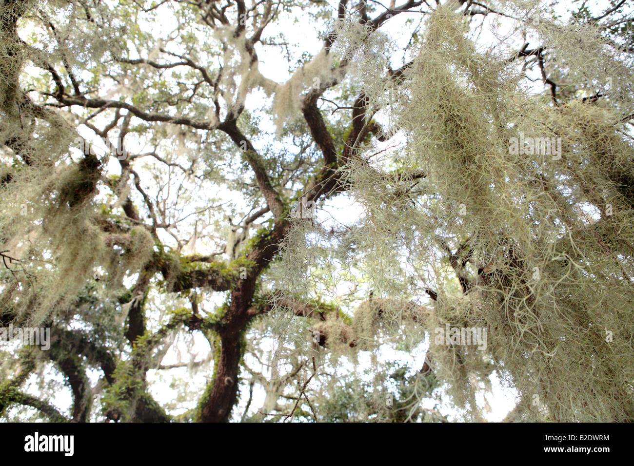 Tillandsia usneoides hi-res stock photography and images - Alamy