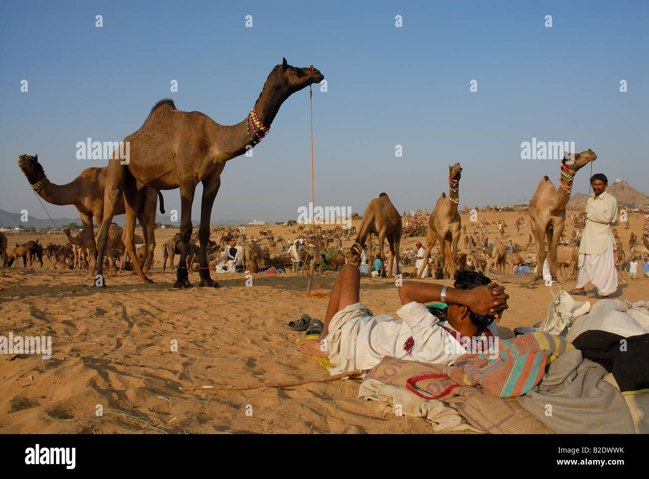 A camel trader relaxing after a day’s work at the camel fair grounds at Pushkar, Rajasthan. India. Stock Photo