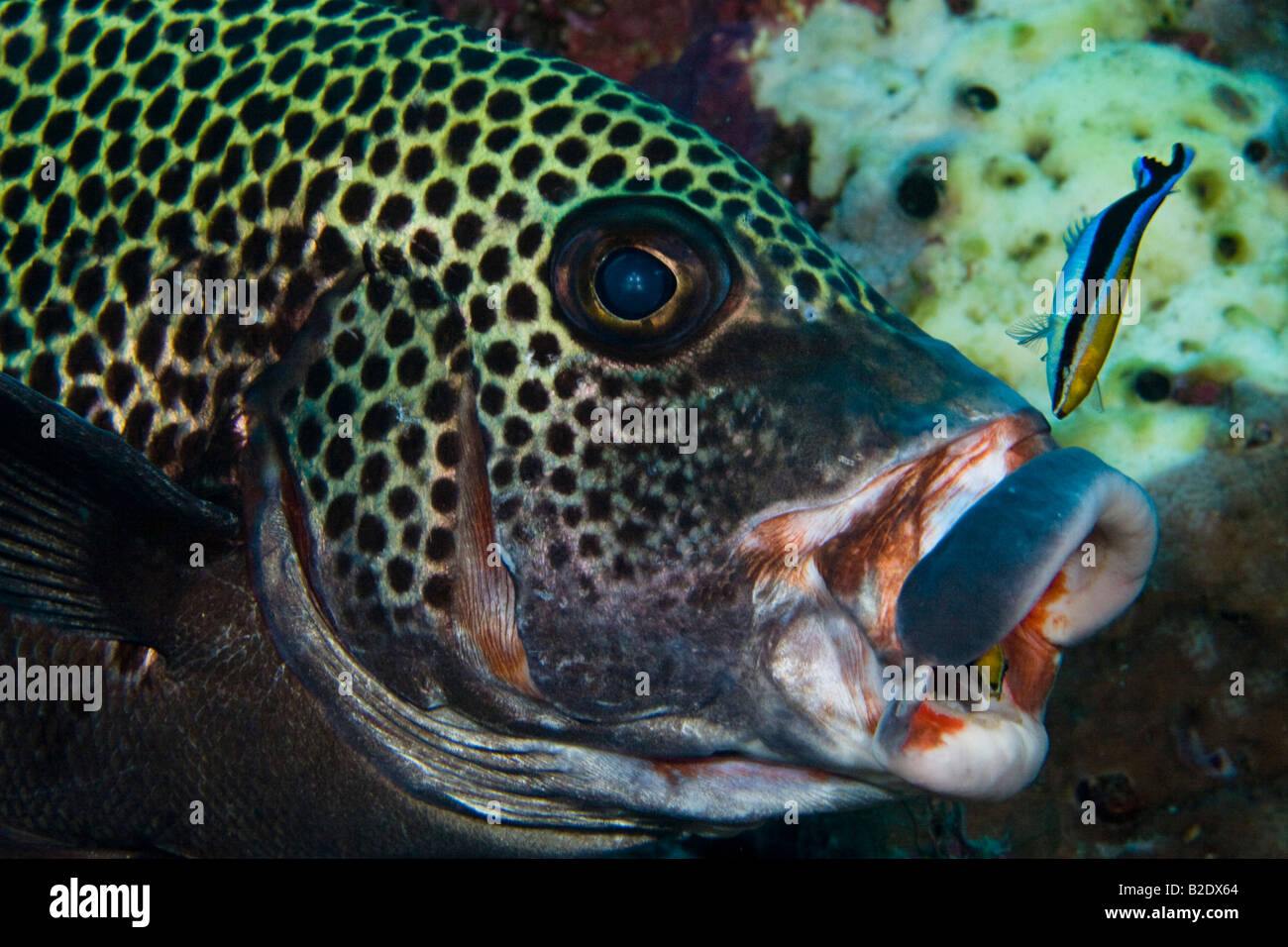 Two adult bluestreak cleaner wrasse are searching the clown sweetlips, Plectorhinchus chaetodonoides, for parasites.  Indonesia. Stock Photo