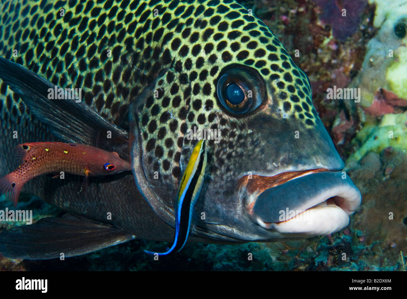 A bluestreak cleaner wrasse is searching the clown sweetlips, Plectorhinchus chaetodonoides, for parasites.  Indonesia. Stock Photo
