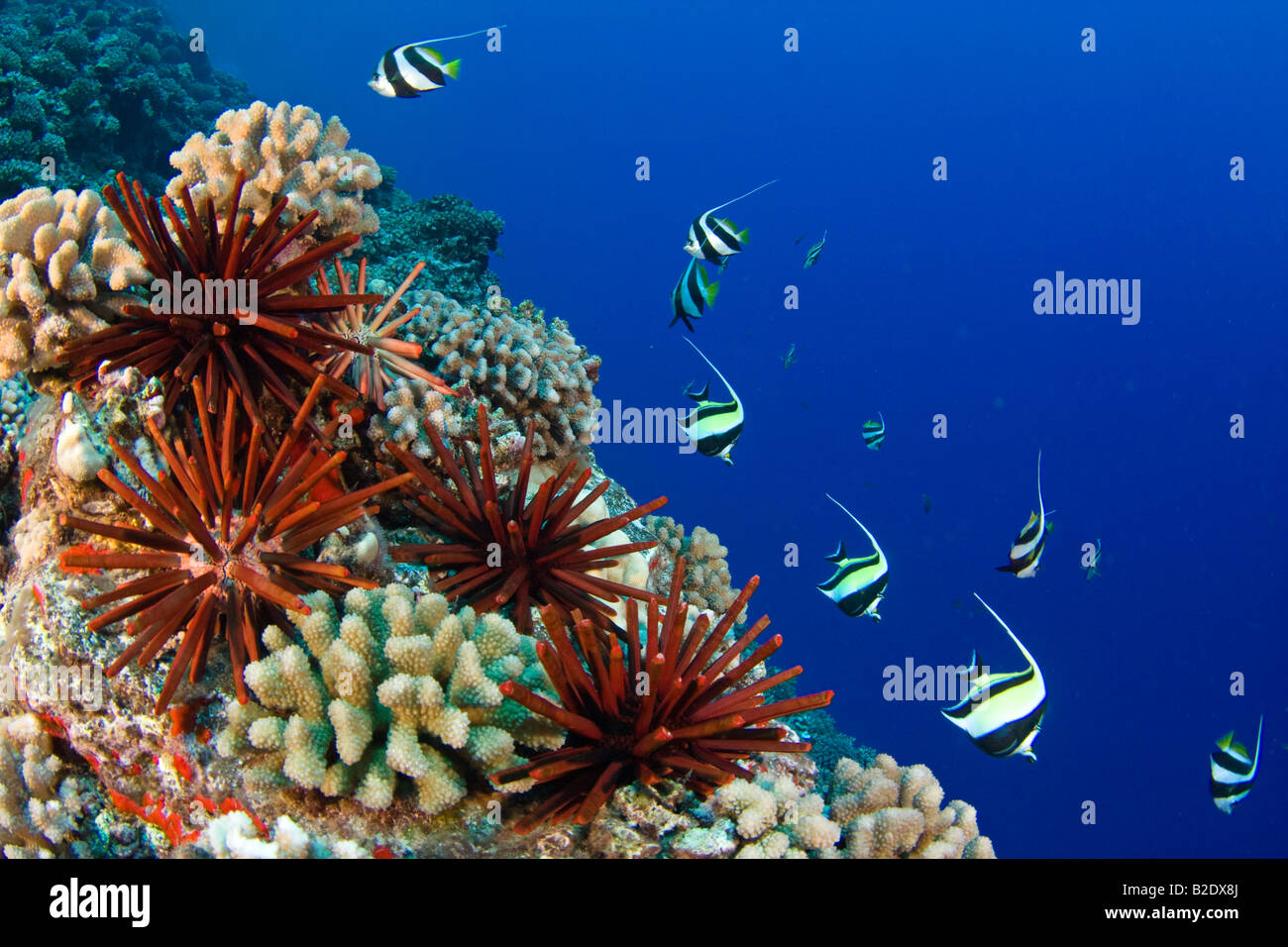 Slate pencil sea urchins, Heterocentrotus mammillatus, color the foreground of this Hawaiian reef scene.  Hawaii. Stock Photo