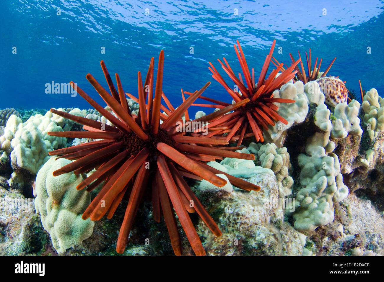 Slate pencil sea urchins, Heterocentrotus mammillatus, color the