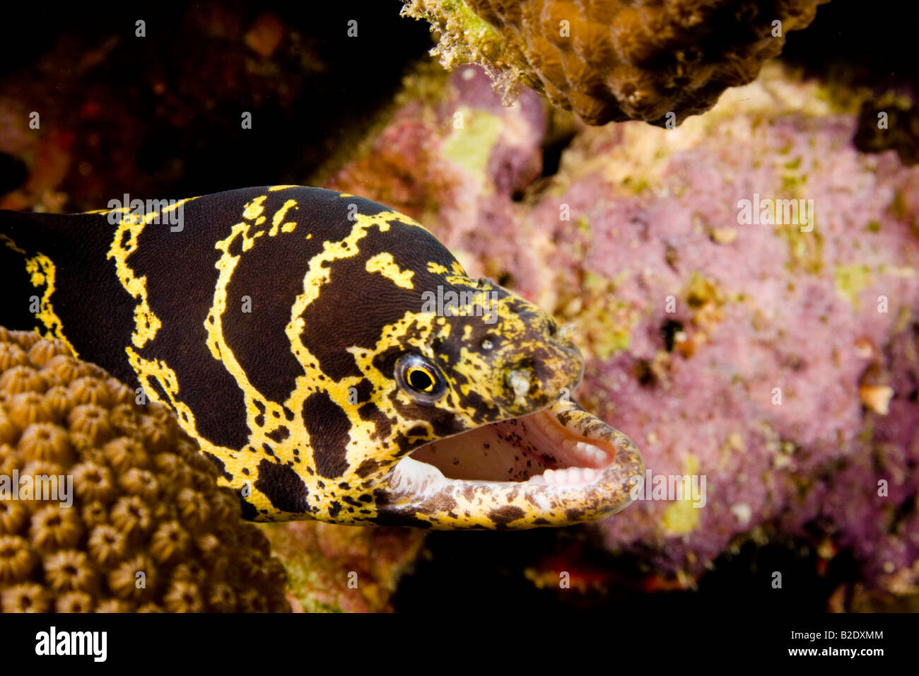 Chain moray eel, Echidna catenada, Bonaire, Netherlands Antilles, Caribbean. Stock Photo