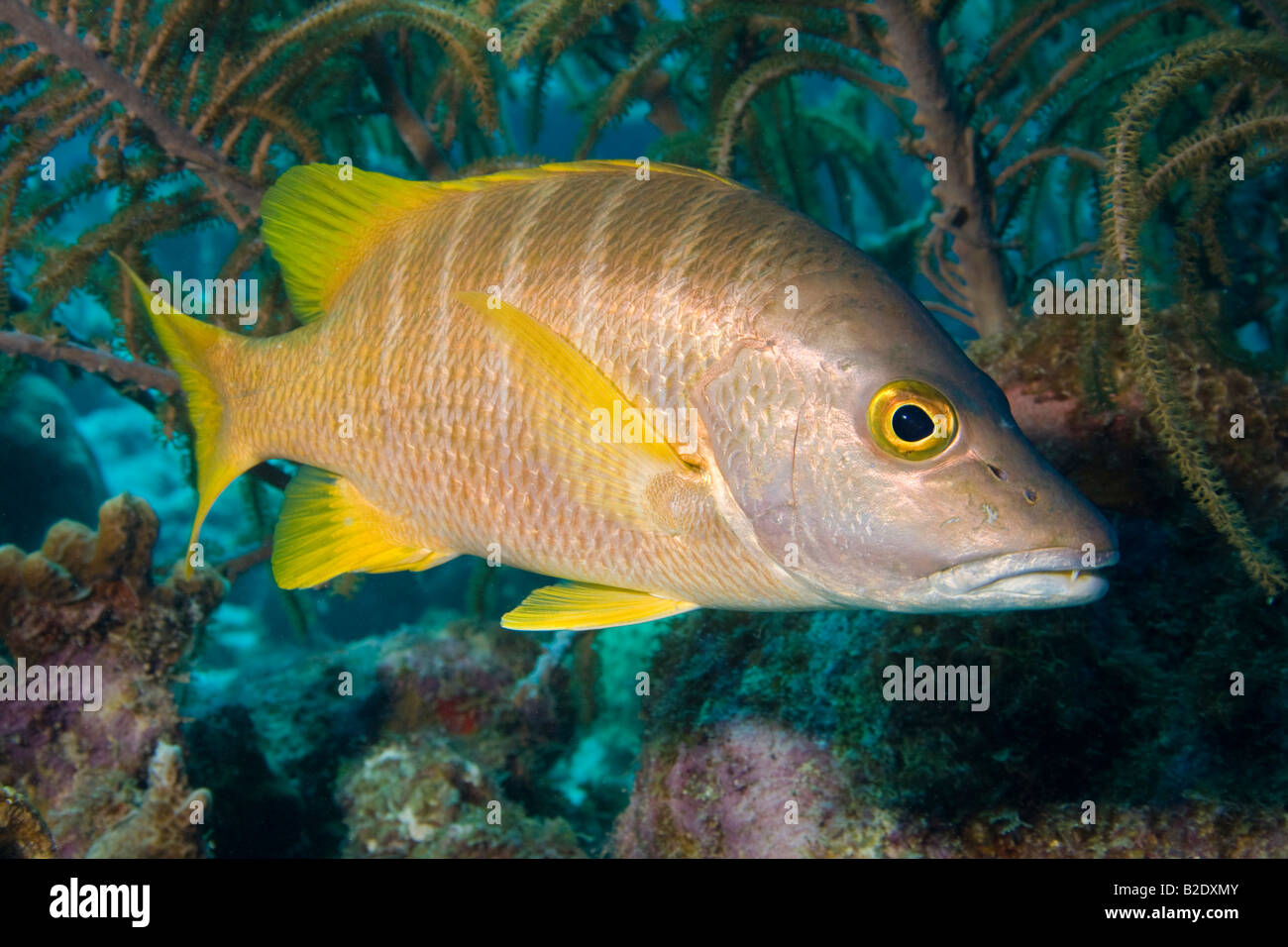 The schoolmaster snapper, Lutjanus apodus, can reach up to 24 inches in length, Bonaire, Netherlands Antilles, Caribbean. Stock Photo