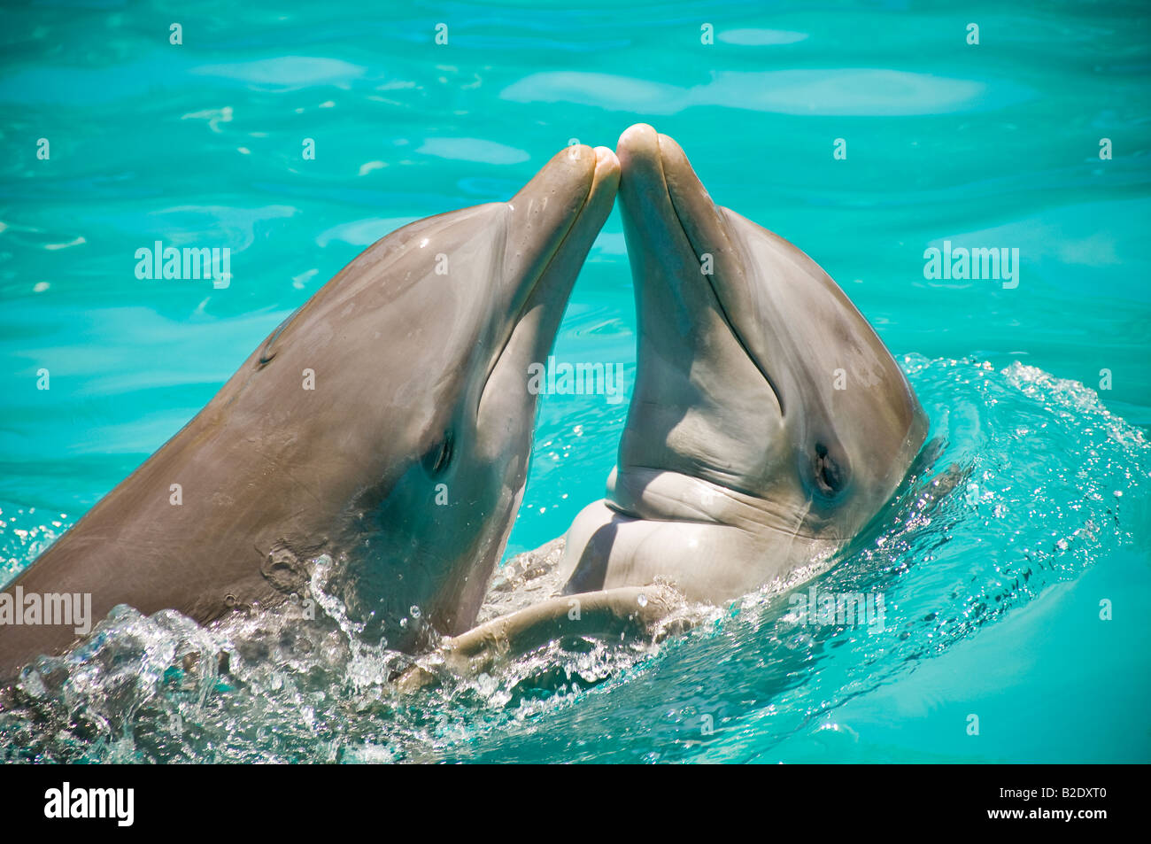 Caribbean Dominican Republic Manati Park Punta Cana Two dolphins kissing and smiling Stock Photo