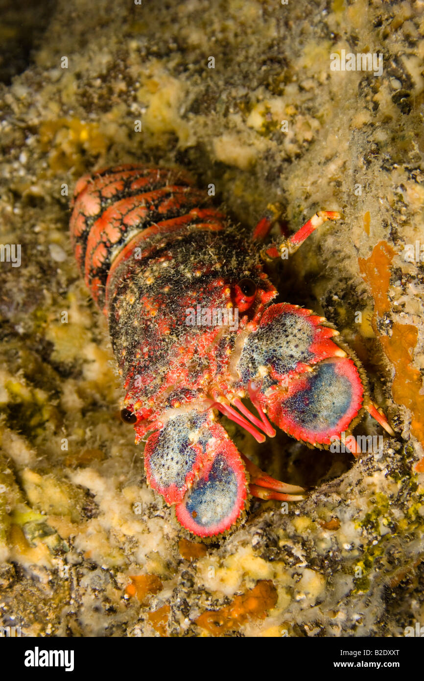 Regal slipper lobsters, Arctides regalis, are also called shovel-nosed lobsters. Hawaii. Stock Photo