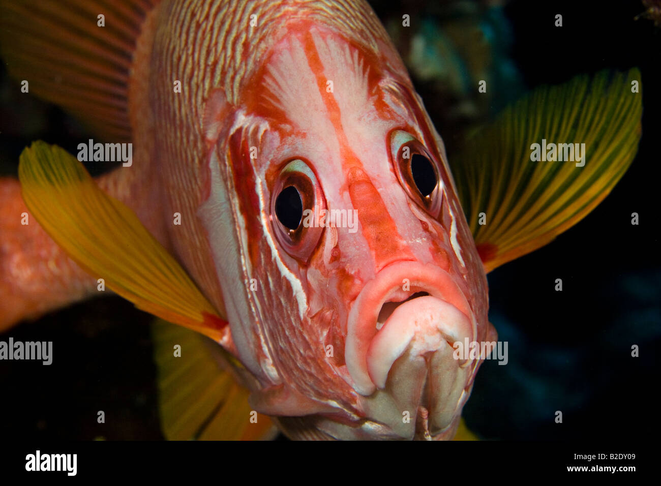 The longjaw squirrelfish, Sargocentron spiniferum, reaches 18 inches and is the largest in this family. Hawaii. Stock Photo
