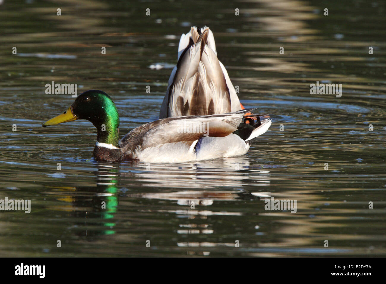 Two Mallard drakes in pond Stock Photo Alamy