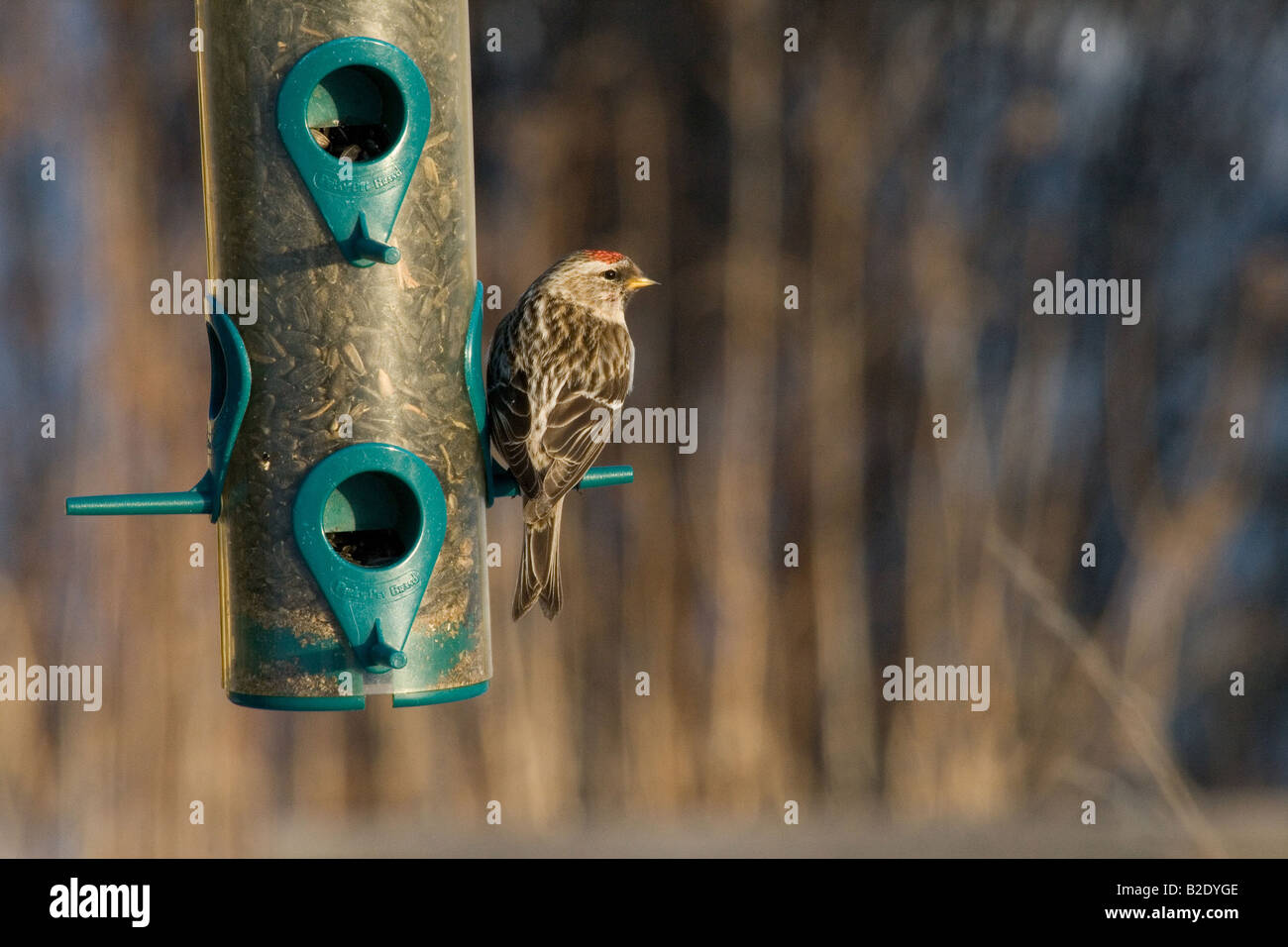 Common redpoll perched on a bird feeder Stock Photo - Alamy