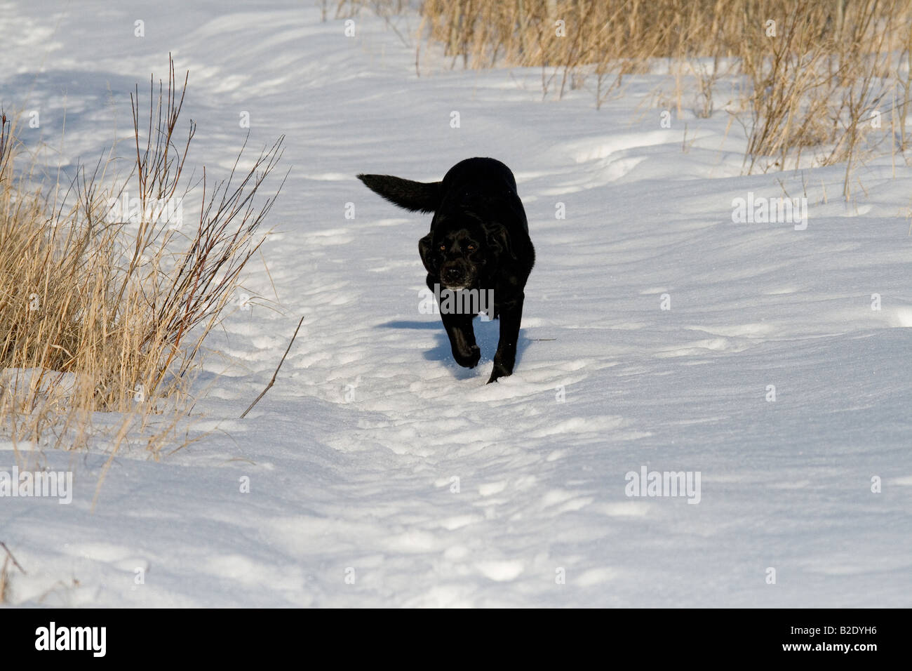 Black Labrador retriever in winter Stock Photo