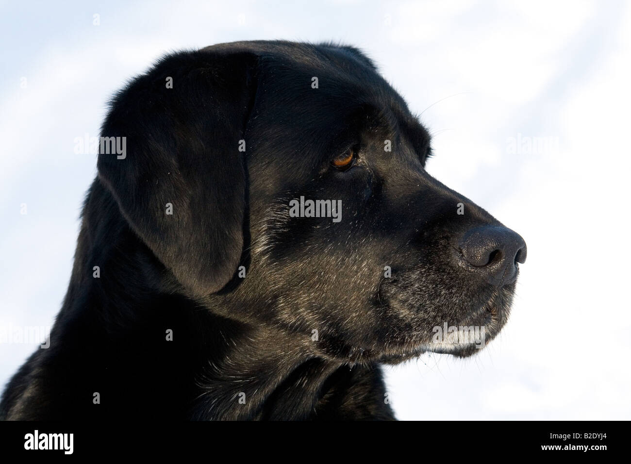 Black Labrador retriever in winter Stock Photo