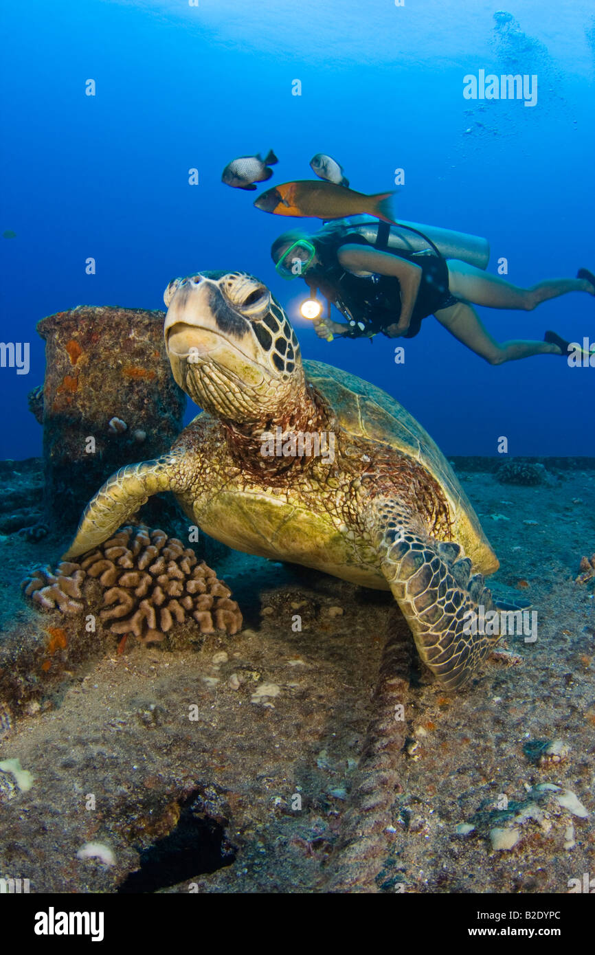 A diver and green sea turtle, Chelonia mydas, on the wreck of the YO-257 off Waikikik Beach, Oahu, Hawaii. Stock Photo