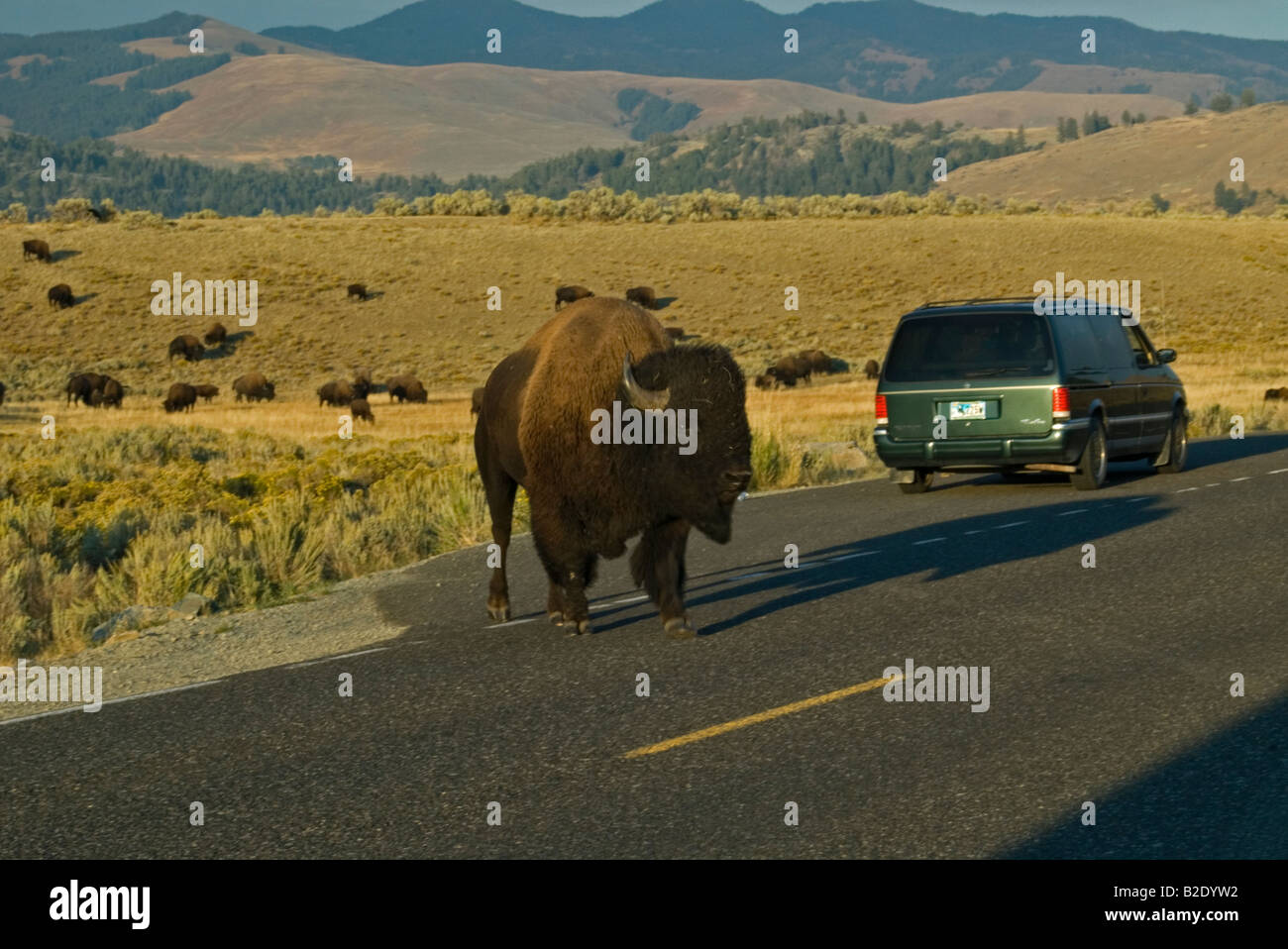 USA Wyoming Yellowstone National Park Bison buffalo crossing road car