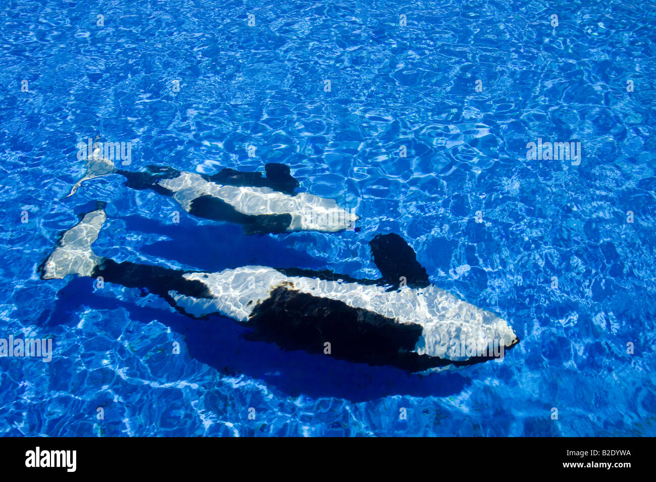 Orca or killer whales, Orcinus orca, swimming upside down in their holding tank at Sea World in San Diego, California, USA. Stock Photo