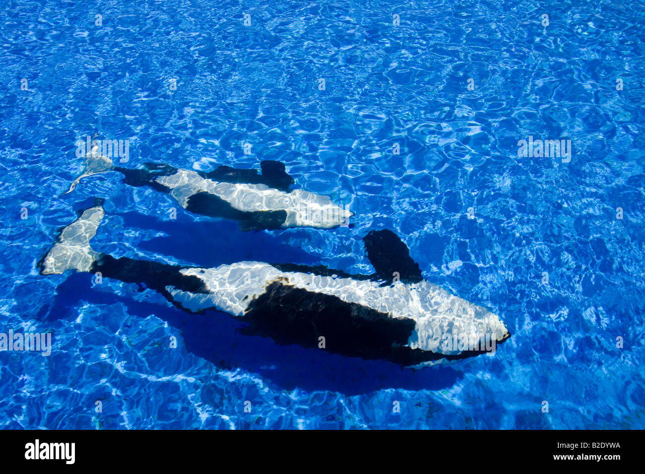 Orca or killer whales, Orcinus orca, swimming upside down in their ...