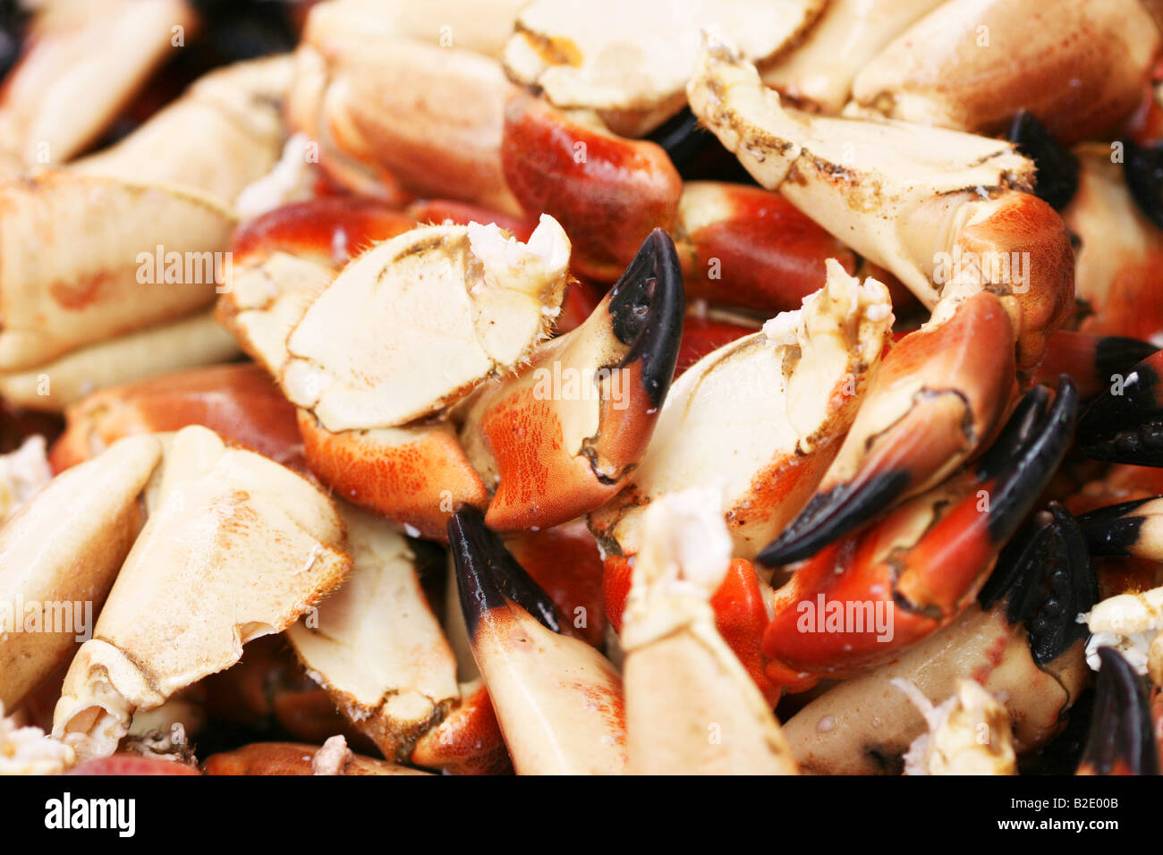 Claws of the crab on the market Stock Photo