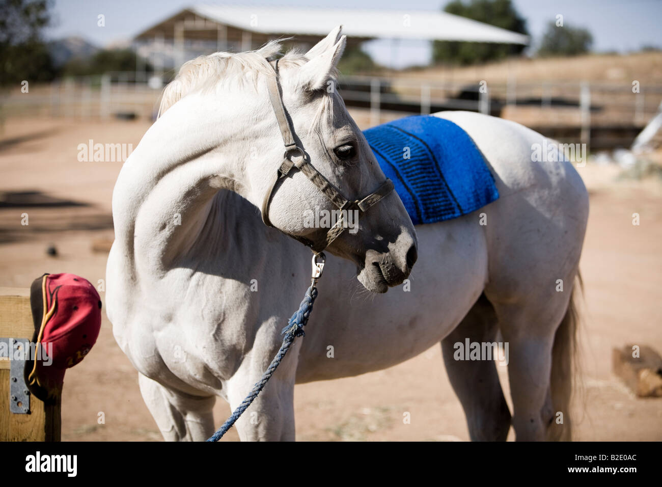 Arabian horse tied to a post waiting to be tacked up Stock Photo Alamy