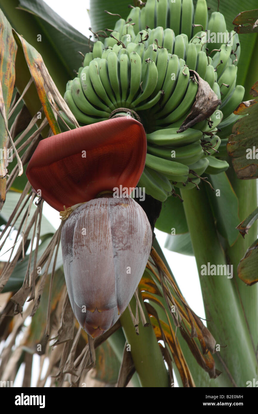 Banana Stalk High Resolution Stock Photography and Images Alamy