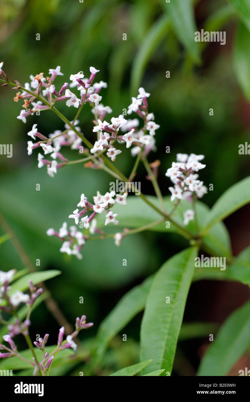 LIPPIA CITRIODORA LEMON VERBENA IN FLOWER Stock Photo