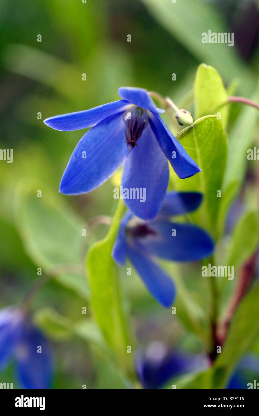 Sollya Heterophylla | Bluebell Creeper Climber Wall Shrub/RHS