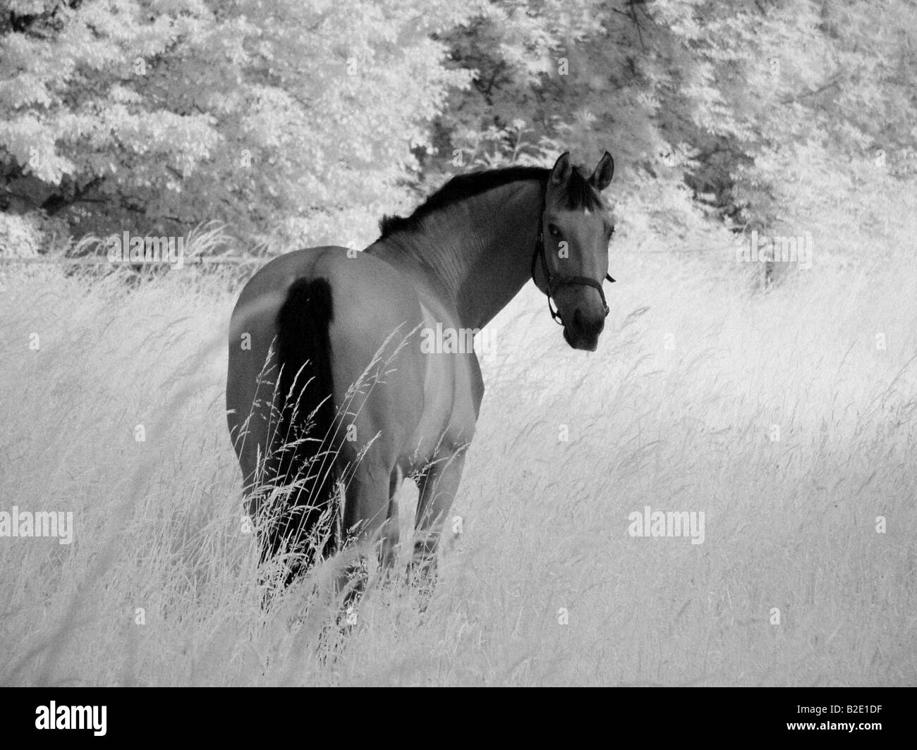 Infrared paddock hires stock photography and images Alamy