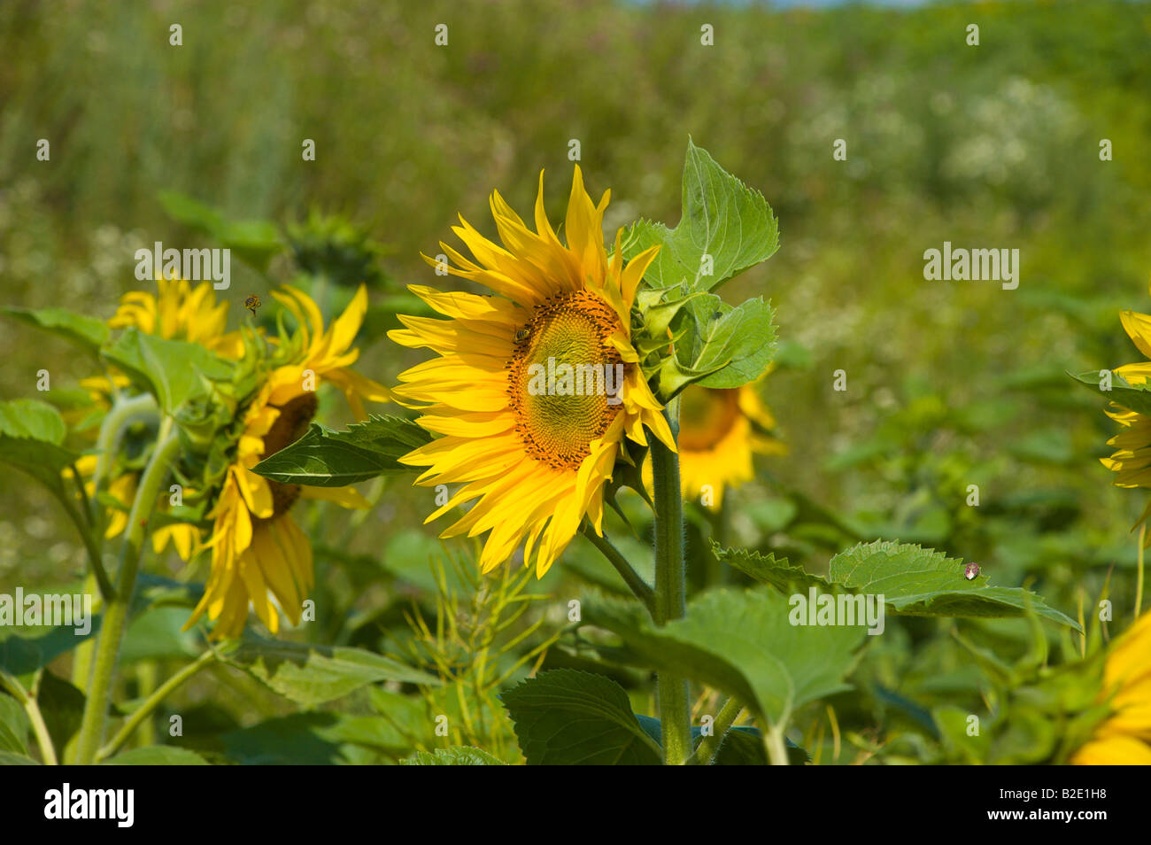 sunflower in field Stock Photo - Alamy