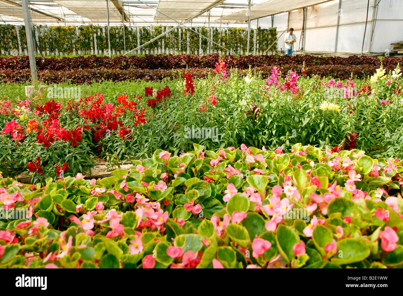 Edible flowers for restaurants in a greenhouse. Stock Photo