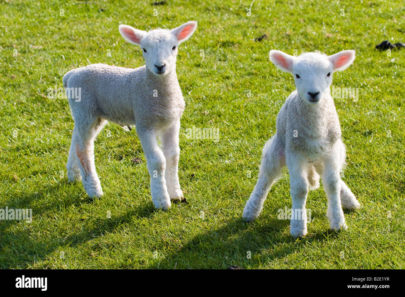 Two 2 Spring lambs during lambing season Stock Photo Alamy
