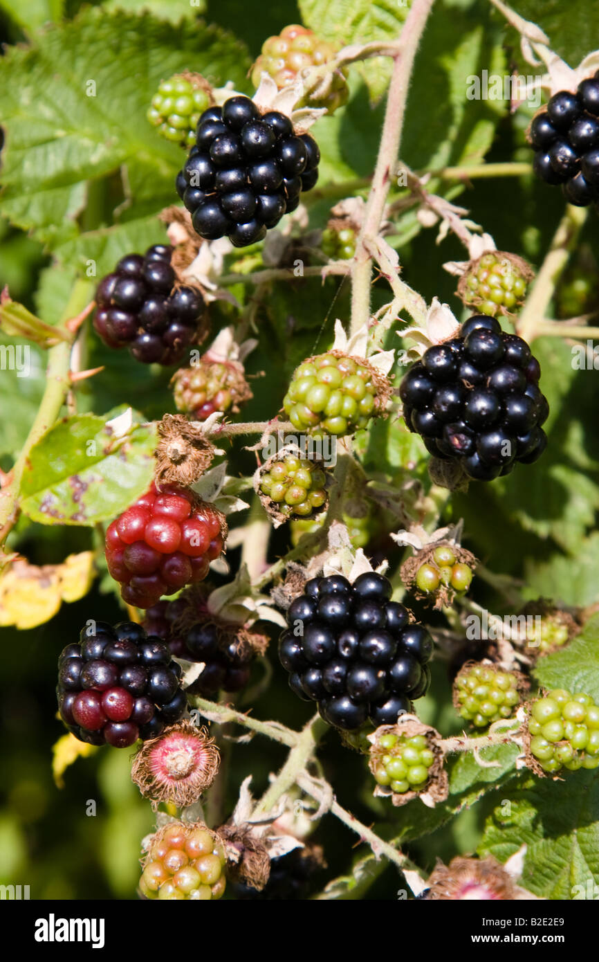 Blackberries (singular, blackberry; genus Rubus, subgenus Eubatus; also called bramble or occasionally "bramble raspberry") Stock Photo