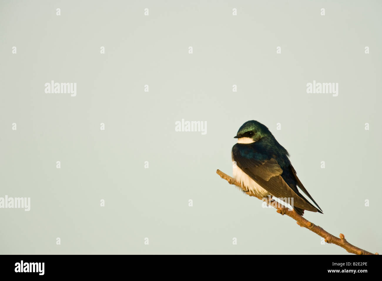 Tree Swallow (Tachycineta Bicolor) Stock Photo