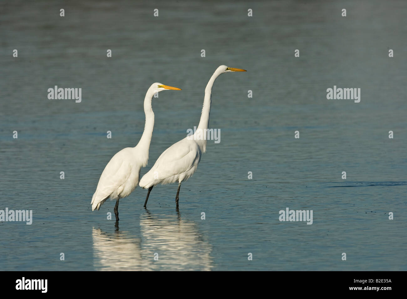 GREAT EGRETS ARDEA ALBA INFORMATION visual data 3