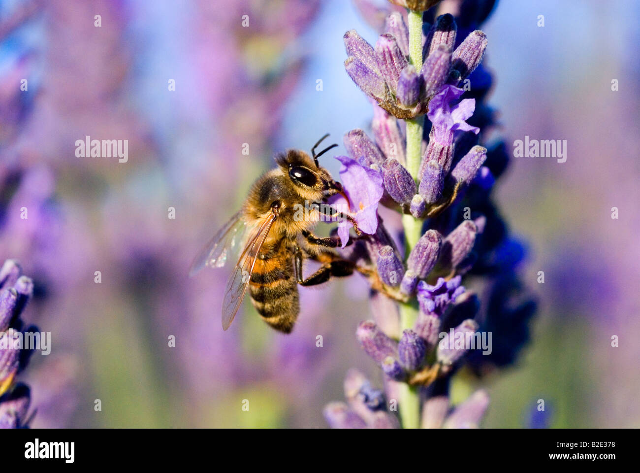 France Vaucluse honey bee Lavender Apis Mellifera Stock Photo
