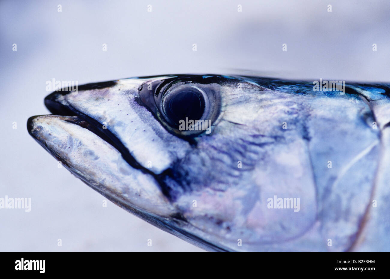 head of Atlantic mackerel, Scomber scombrus Stock Photo