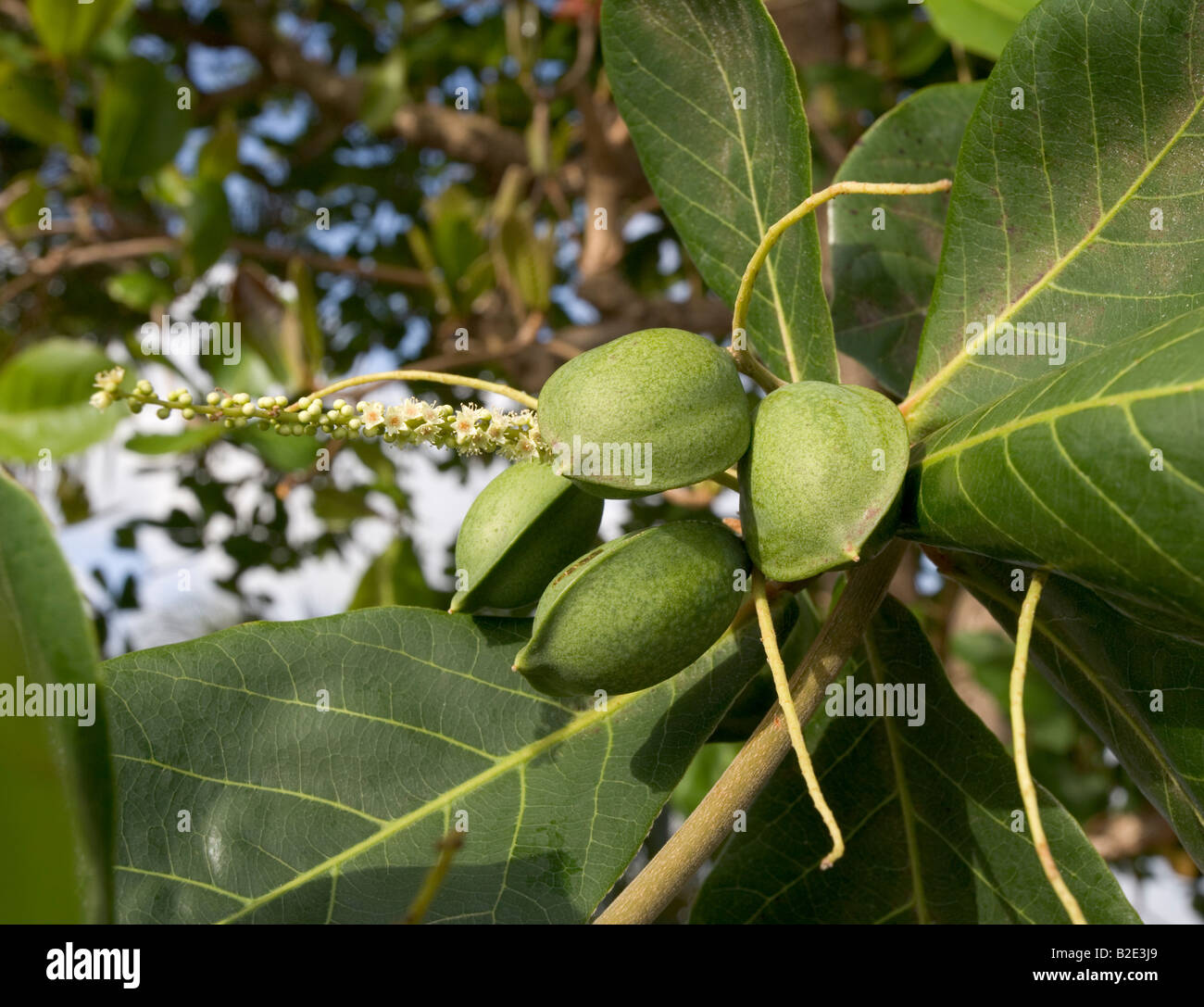 Young green unripe almonds on a Caribbean Almond tree in Grenada West Indies Stock Photo
