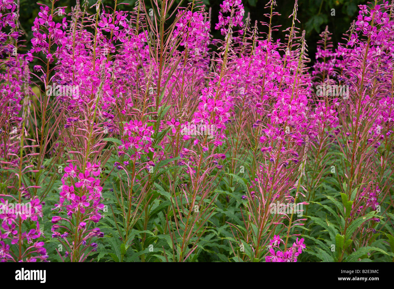 Flowers Westonbirt Arboretum Stock Photo Alamy