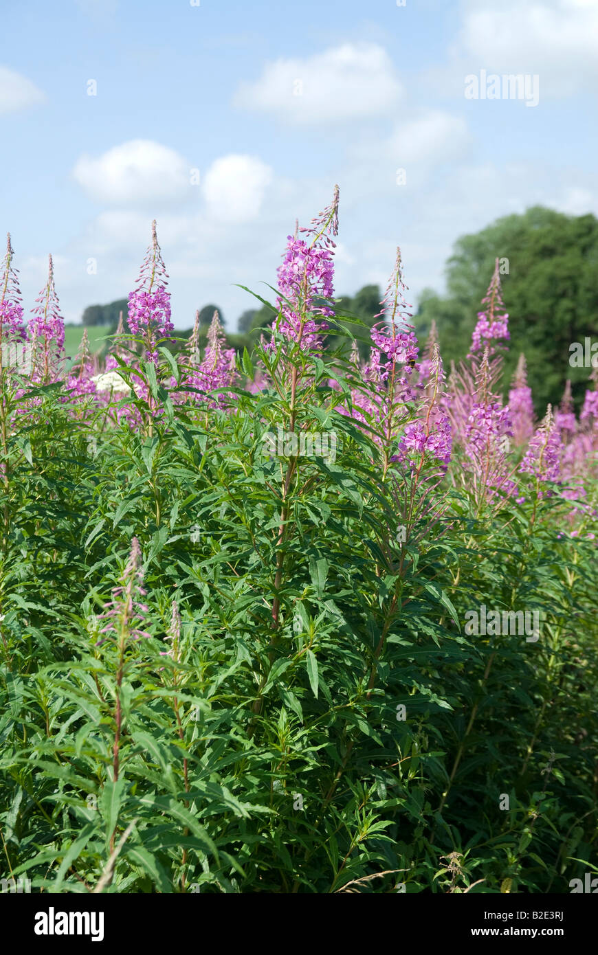 Rosebay willowherb hi-res stock photography and images - Alamy